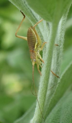 Réf. 180 218 : Uromenus rugosicollis